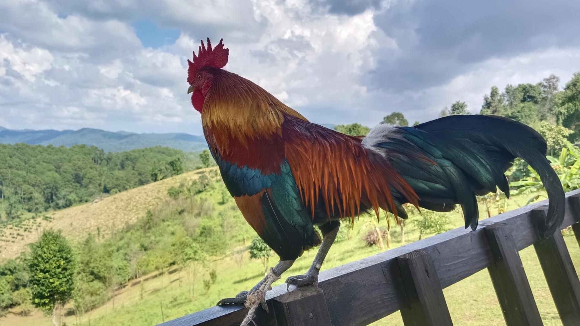 ไร่นิธิสุนทร Nithisoonthon Farmstay Mae Hong Son Esterno foto